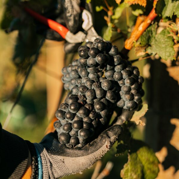 Amyntaio Wine and Gastronomy Experience
