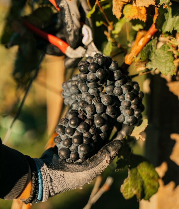 Amyntaio Wine and Gastronomy Experience