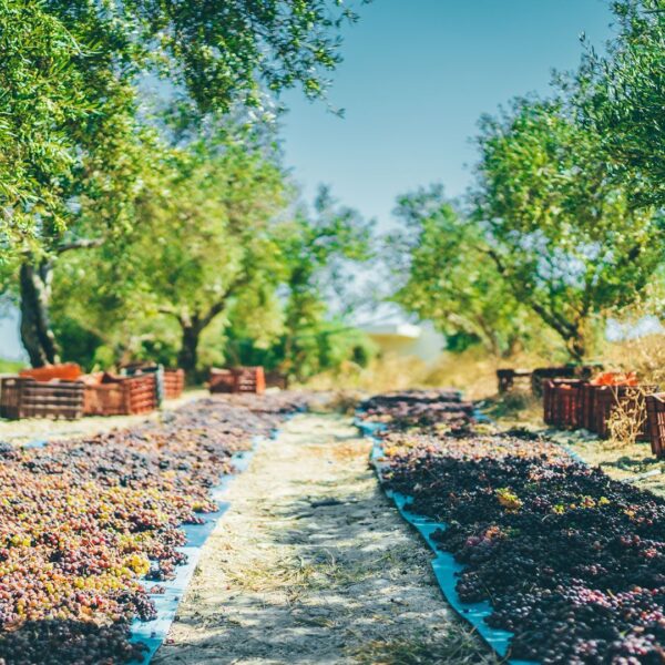 The Grand Crete Food and Wine Adventure
