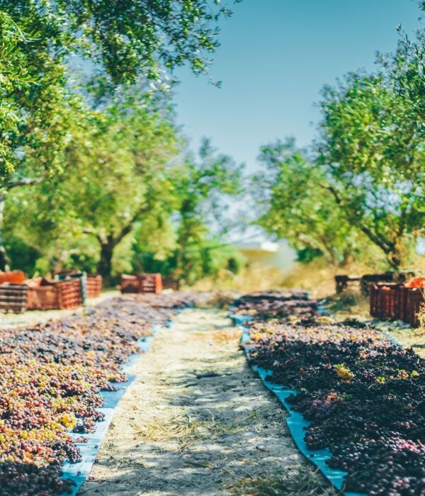 The Grand Crete Food and Wine Adventure