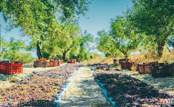 The Grand Crete Food & Wine Adventure