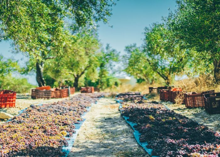 The Grand Crete Food and Wine Adventure