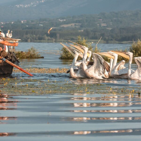 Lake Kerkini Safari