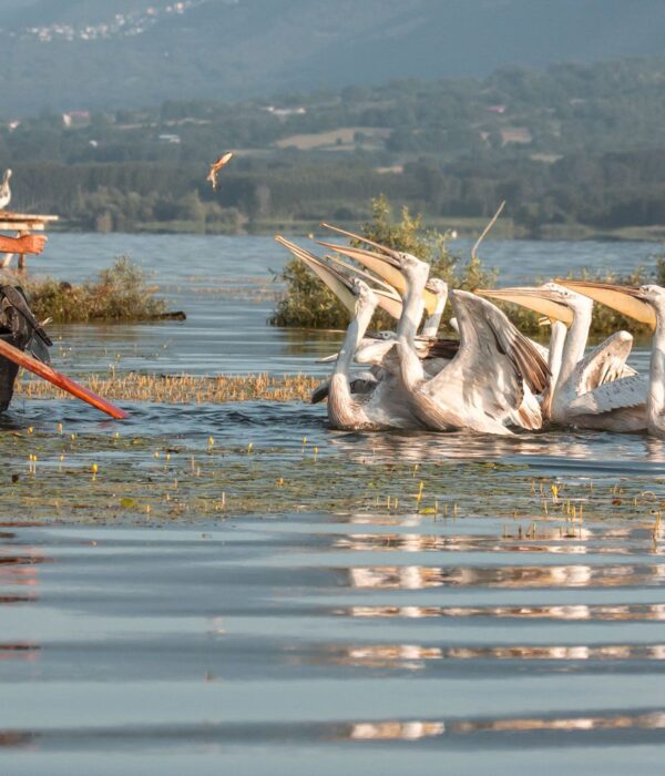 Lake Kerkini Safari