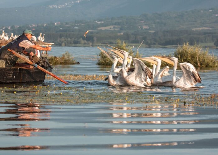 Lake Kerkini Safari