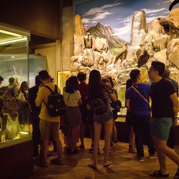 Nights at the Museum – Meteora