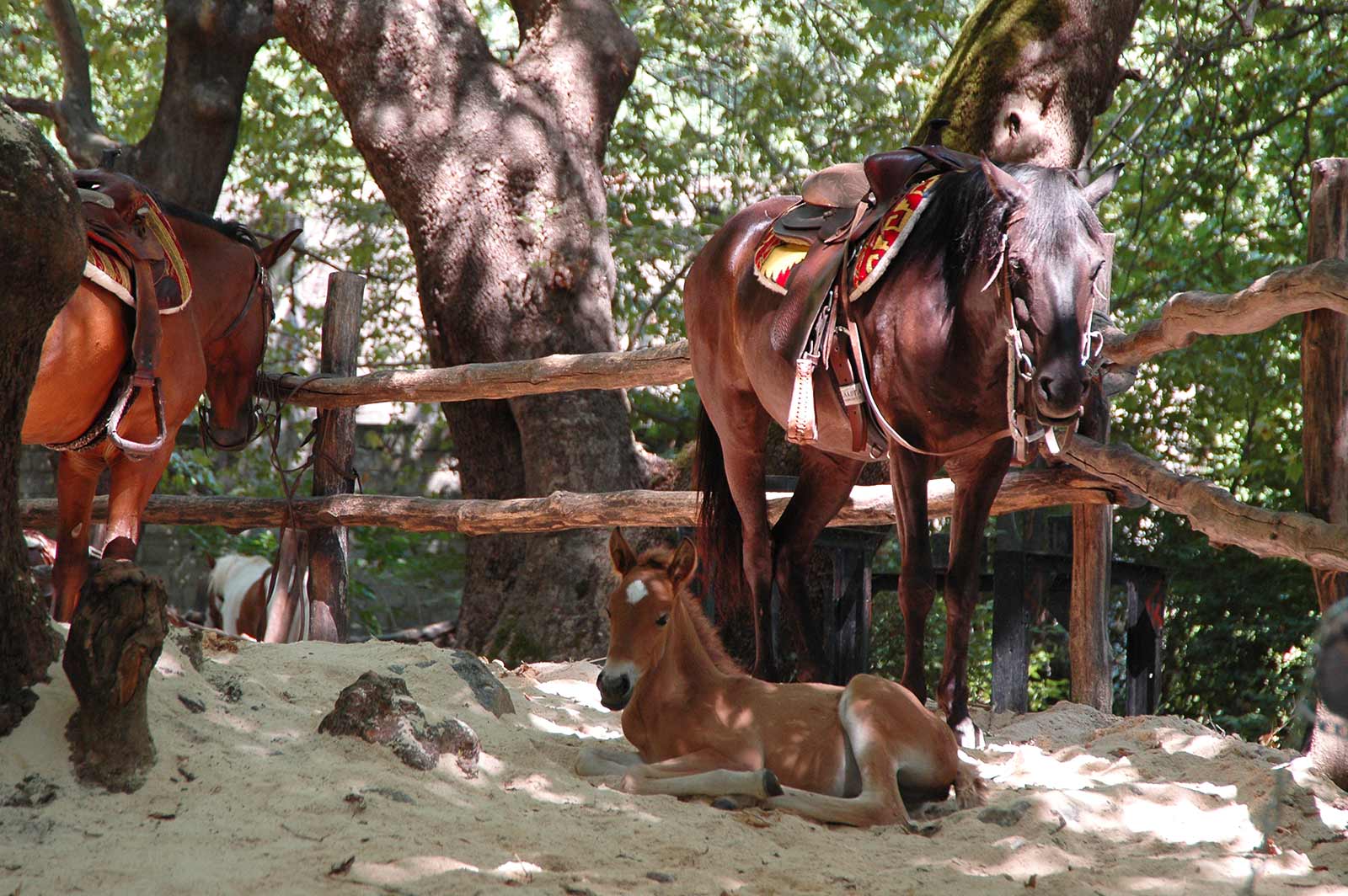 activities - horse riding