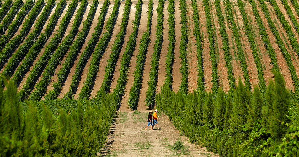 Explore The Greek Vineyards - GreeceontheGo
